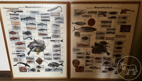 Bild 209 - 2 Poster Meeresfische