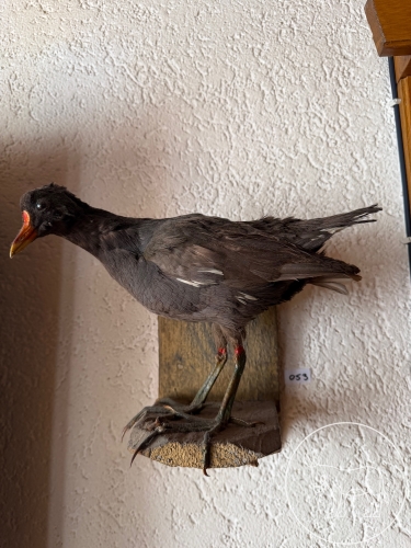 Bild 053 - ausgestopfter Vogel