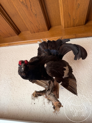 Bild 054 - ausgestopfter Vogel