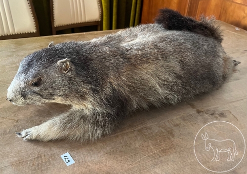 Bild 129 - ausgestopftes Murmeltier