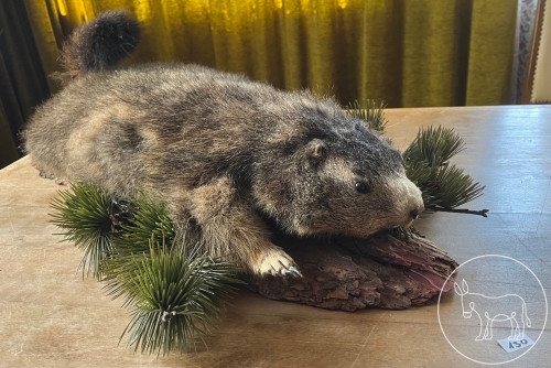 Bild 130 - ausgestopftes Murmeltier