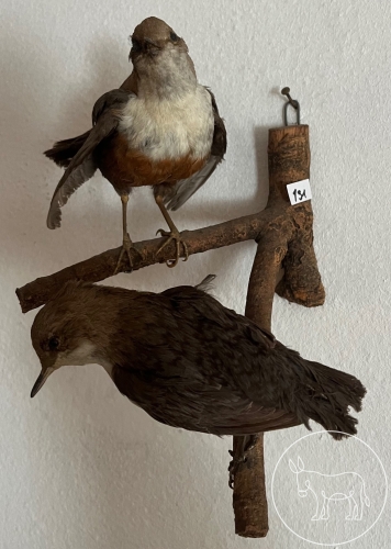 Bild 131 - 2 ausgestopfte Vögel