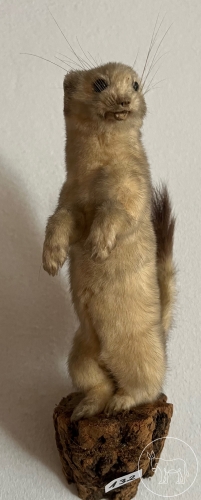 Bild 132 - ausgestopftes weiße Wiesel
