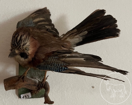 Bild 133 - ausgestopfter Eichelhäher