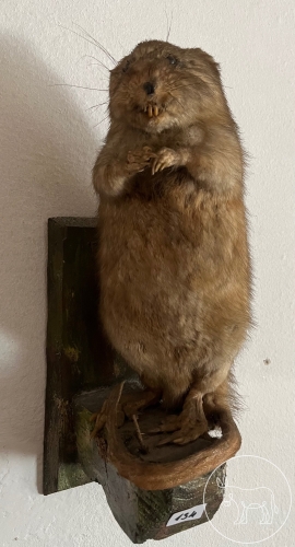 Bild 134 - ausgestopfter Biber