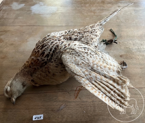 Bild 135 - ausgestopfter Fasan