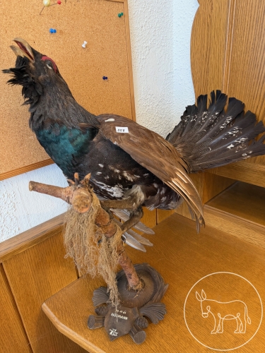 Bild 258 - ausgestopfter Auerhahn