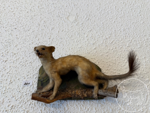 Bild 261 - ausgestopfter Marder