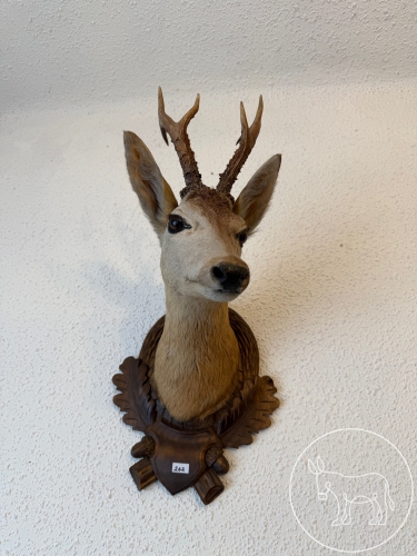 Bild 262 - ausgestopfter Hirschkopf