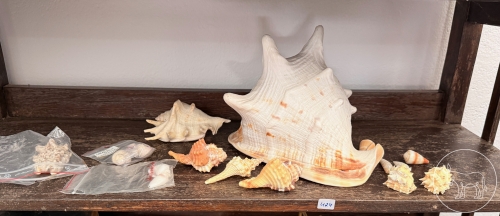 Bild 424 - Muschel Konvolut