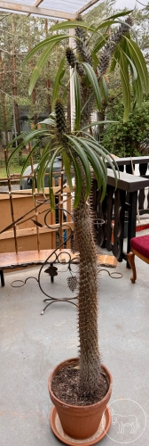 517 - Madagaskarpalme