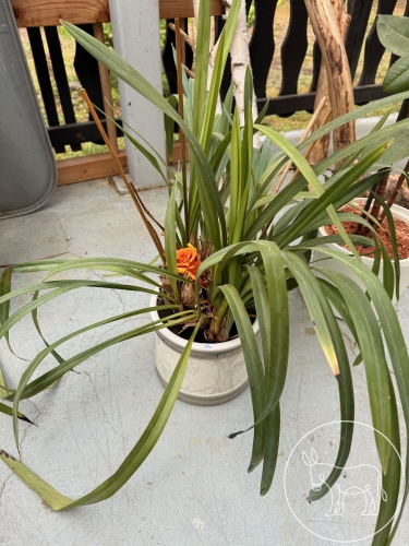 Bild 526 - Cymbidium goeringii
