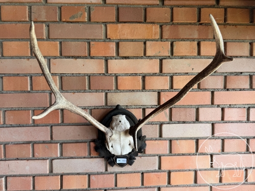Bild 047 - Trophäe