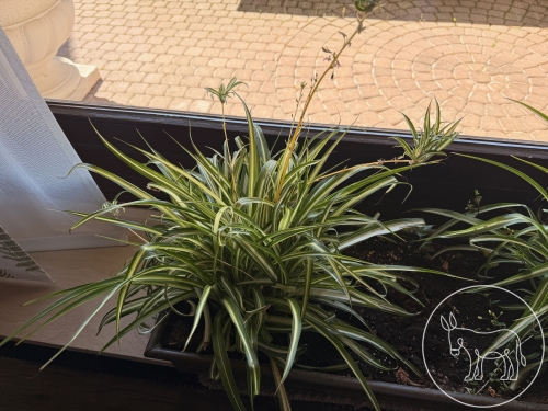 004 - Grünlilie und Dreimasterblume