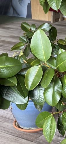 Bild 016 - Gummibaum
