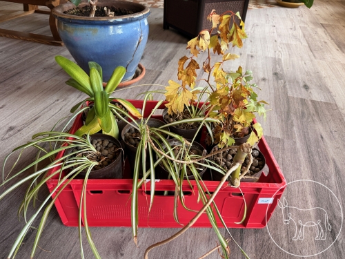 018 - Blumen Konvolut