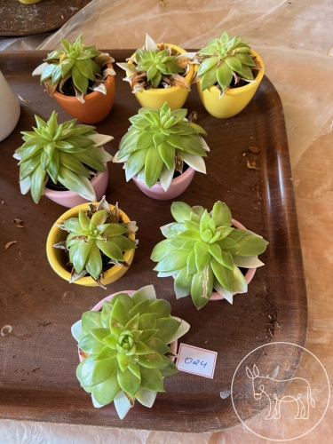 024 - Echeveria agavoides 8x