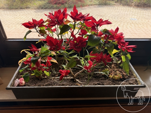 037 - Weihnachtsstern und Co