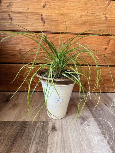 Bild 041 - Aletris Spicata