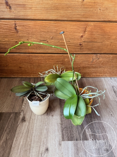 Bild 045 - 3 Orchideen