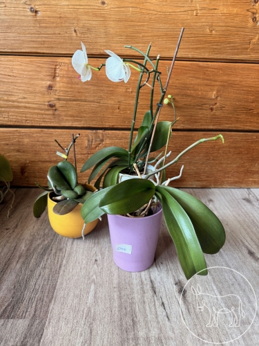046 - 3 Orchideen