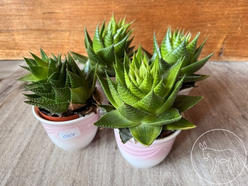 051 - Grannen Aloe Konvolut
