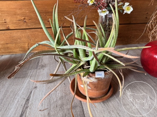 052 - Echte Aloe
