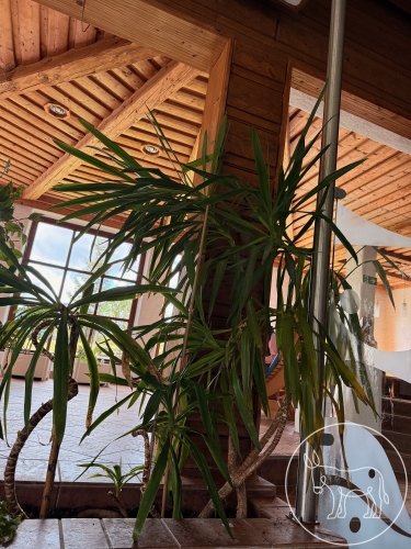 Bild 059 - Riesenpalmlilie