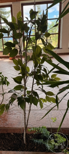 Bild 060 - Kunst-Pflanze Ficus Benjaminus