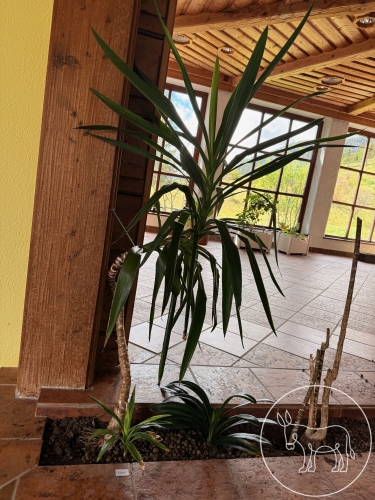 Bild 062 - Riesenpalmlilie