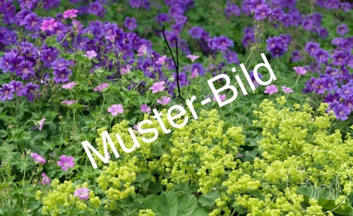 Bild 071 - Weicher Frauenmantel