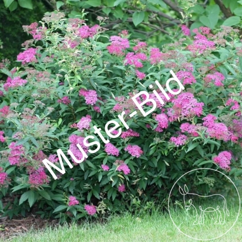 Bild 072 - Japanischer Spierstrauch