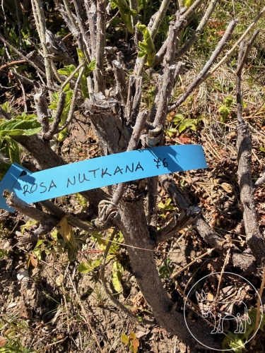 076 - Rosa Nutkana