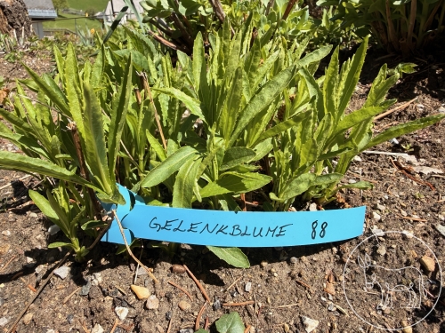 088 - Gelenkblume
