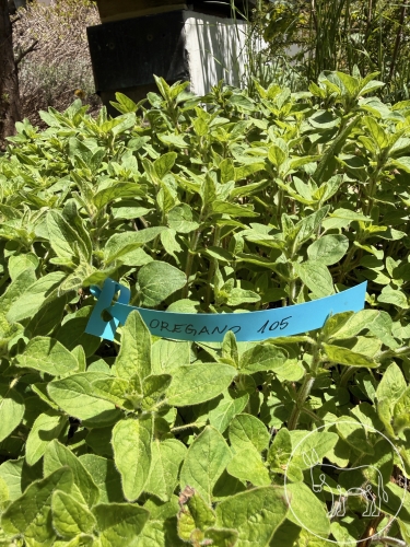 105 - Oregano