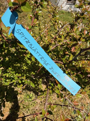 107 - Spitzblättrige Zwergmispel