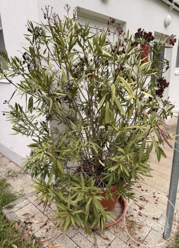 005 - Oleander