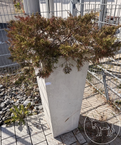 Bild 237 - Blumentopf