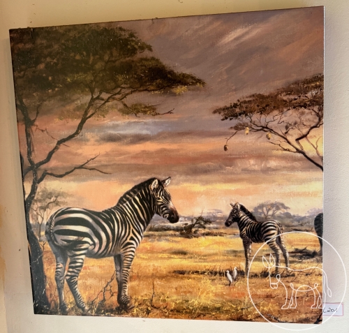 Bild 201 - Bild Zebras