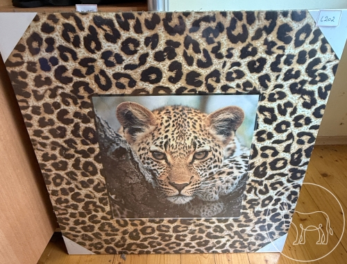 Bild 202 - Bild Raubkatze