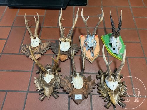 Bild 279 - Trophäen Konvolut