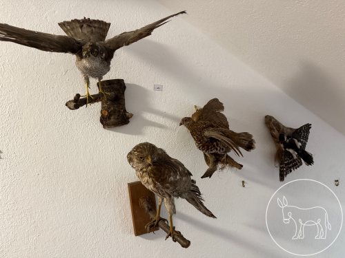 280 - Trophäen Konvolut