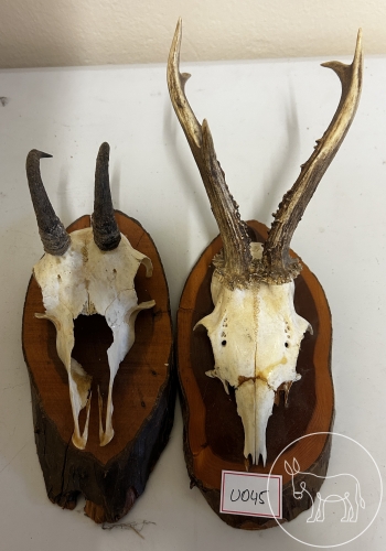 Bild 045 - 2 Trophäen