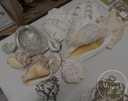 Bild 075 - Muschel Konvolut